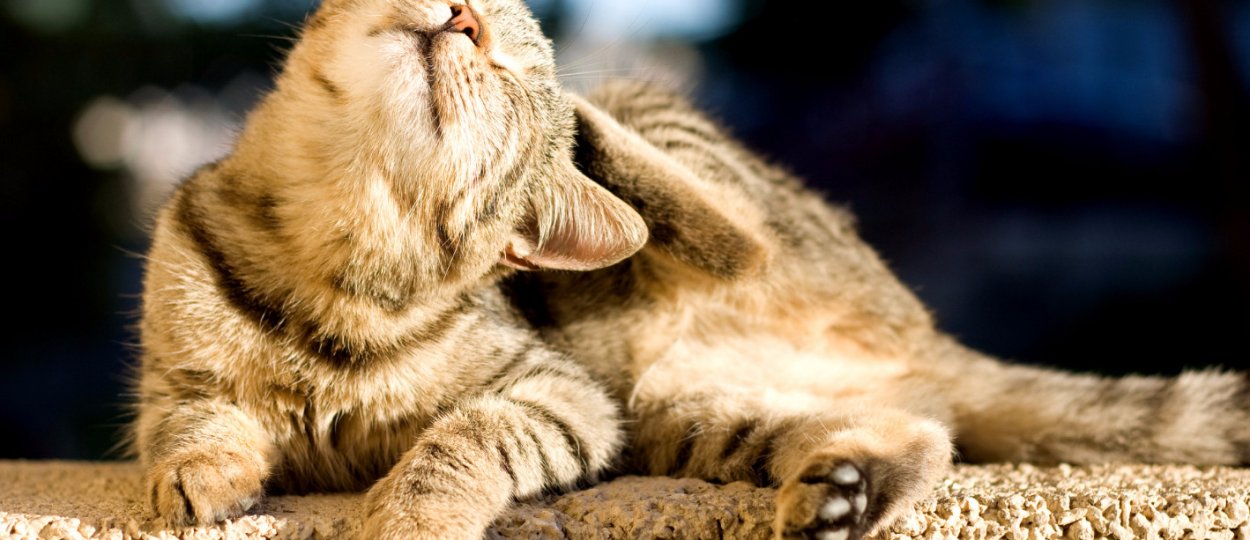 Лучшие и эффективные средства от блох для кошек: описание и правила ...