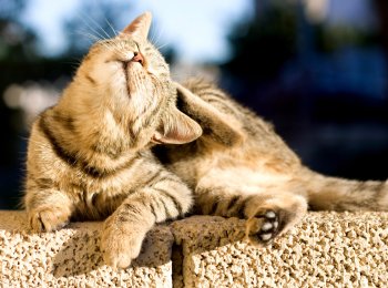 Как избавиться от блох у кошки: лучшие средства и сравнительная характеристика препаратов