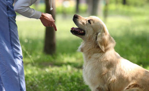 собака собака