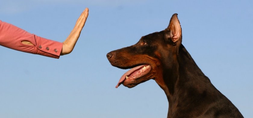 Команда «Нельзя!» Команда «Нельзя!»