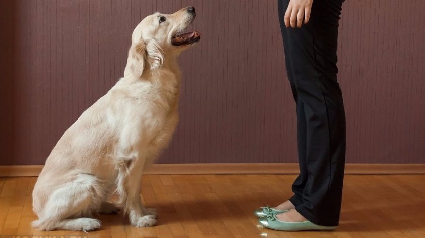 Команда «Сидеть!» Команда «Сидеть!»