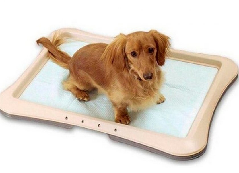 Туалет для собаки Туалет для собаки