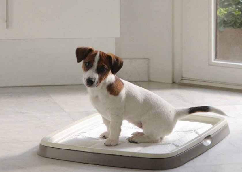 Туалет для собаки Туалет для собаки