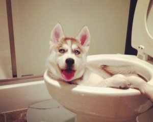 Туалет для собаки Туалет для собаки