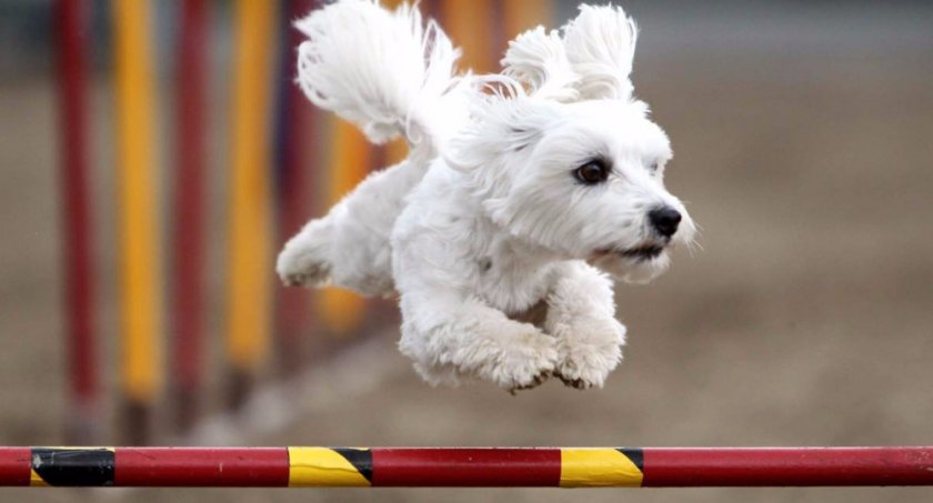 команда команда