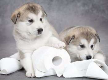 Туалет для собаки в квартире, выбираем и разбираемся в особенностях