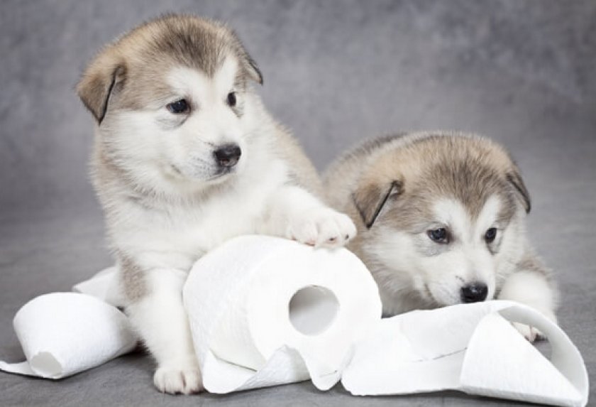 Туалет для собаки в квартире, Туалет для собаки в квартире,