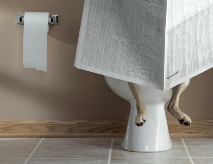 Туалет для собаки в квартире, Туалет для собаки в квартире,