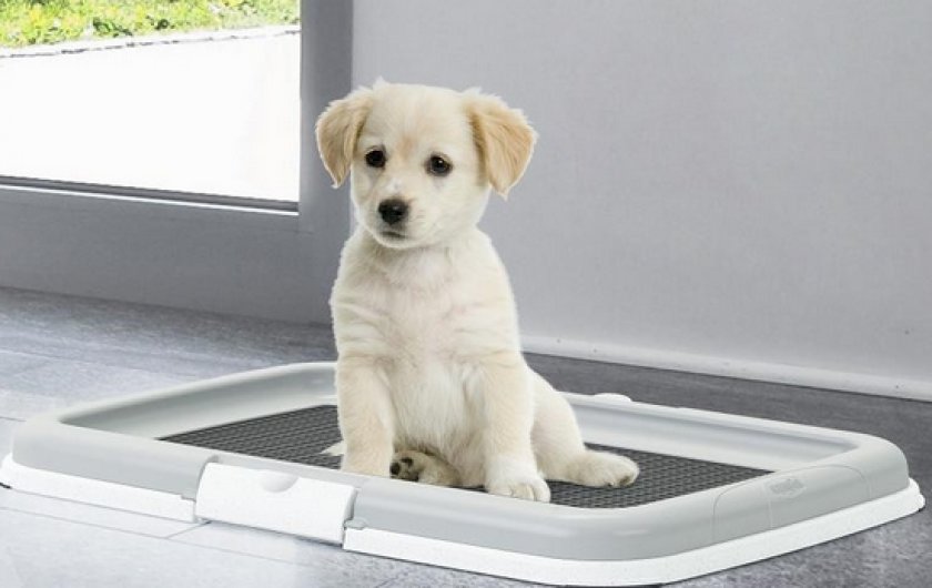 Туалет для собаки в квартире, Туалет для собаки в квартире,