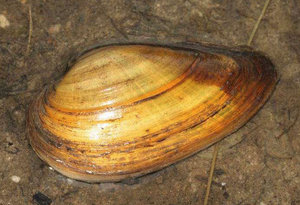 Перловица, двустворчатый моллюск — содержание