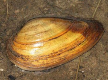 Перловица, двустворчатый моллюск — содержание