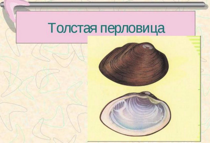 Толстая Толстая