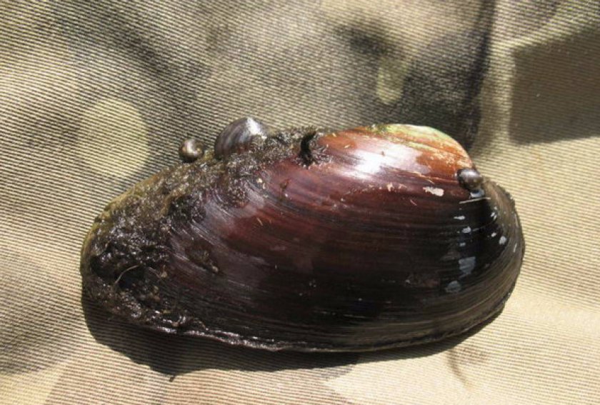 Клиновидная Клиновидная