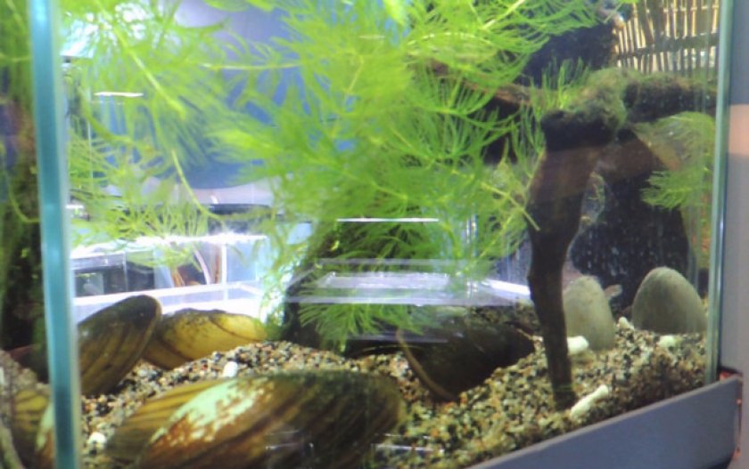 Перловицы и рыбы в аквариуме: взаимовыгодное соседство
