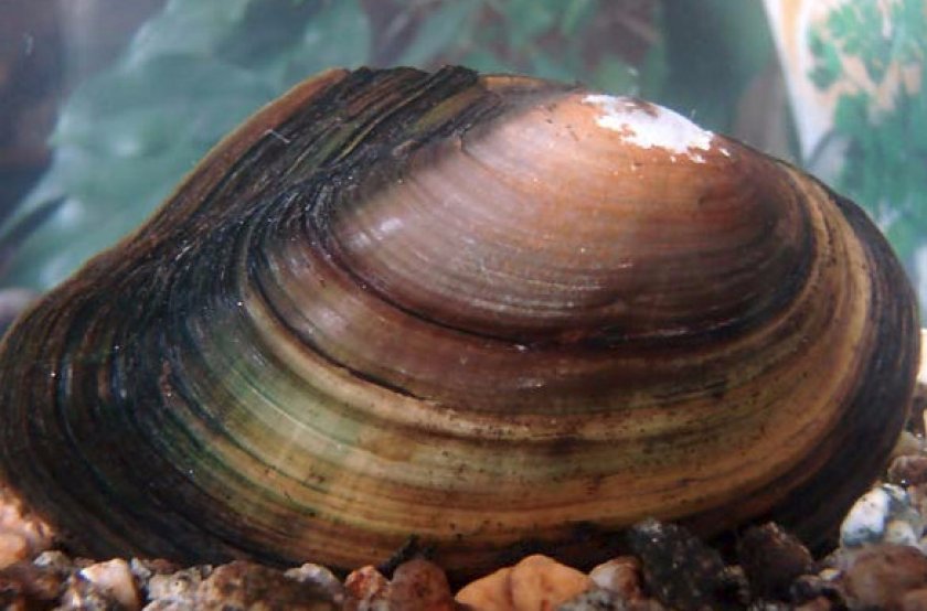 Размножение и развитие