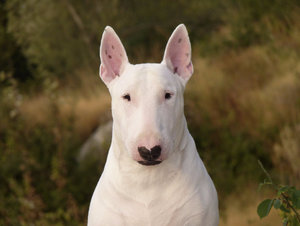 Бультерьер