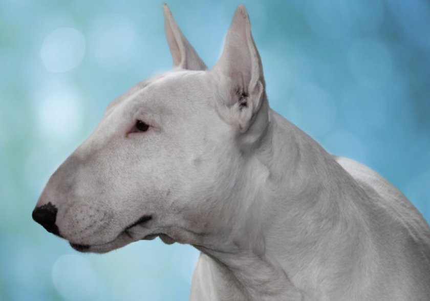 Бультерьер