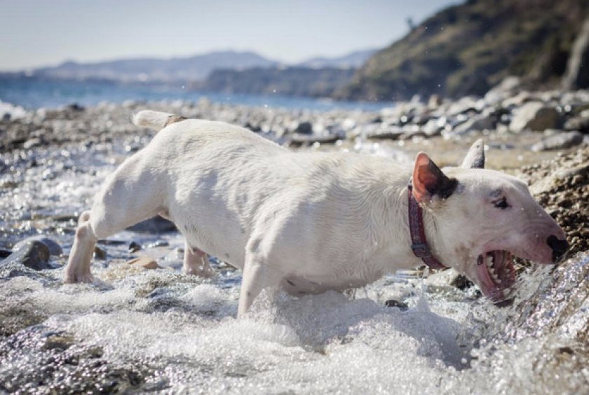 Бультерьер