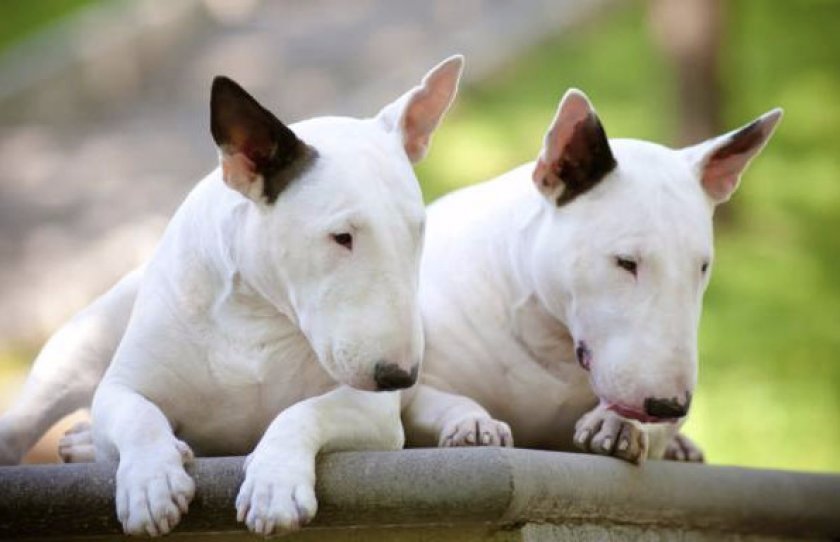 Бультерьер