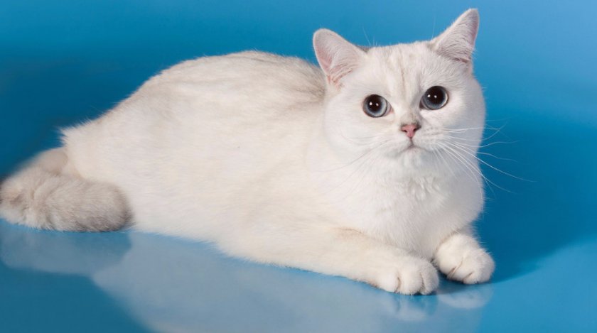 шиншилла пойнт