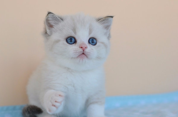 Подробное описание и особенности окраса кошек Блю Поинт