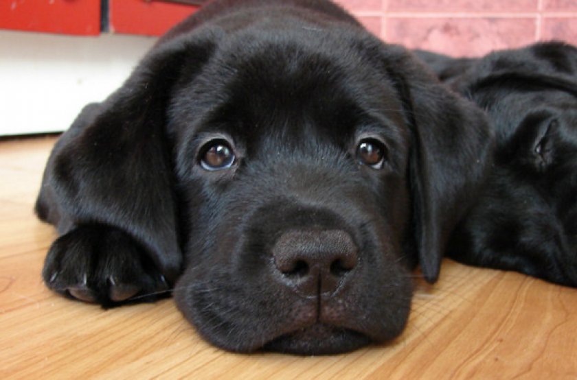 «Тронцил» для собак