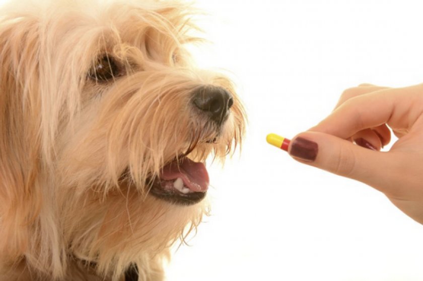 «Тронцил» для собак