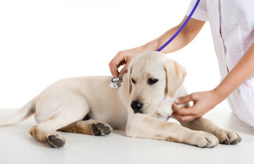 «Тронцил» для собак