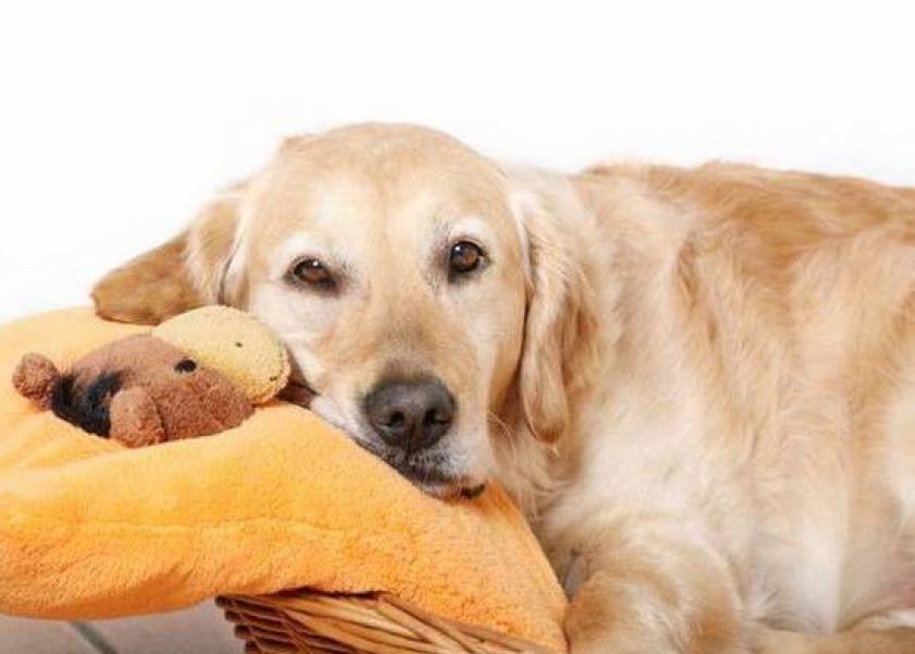 «Тронцил» для собак