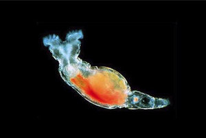 Стартовый корм для мальков, или кто такие коловратки