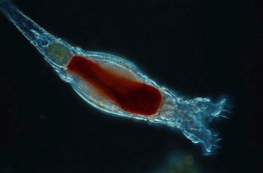 Значение в аквариумистике