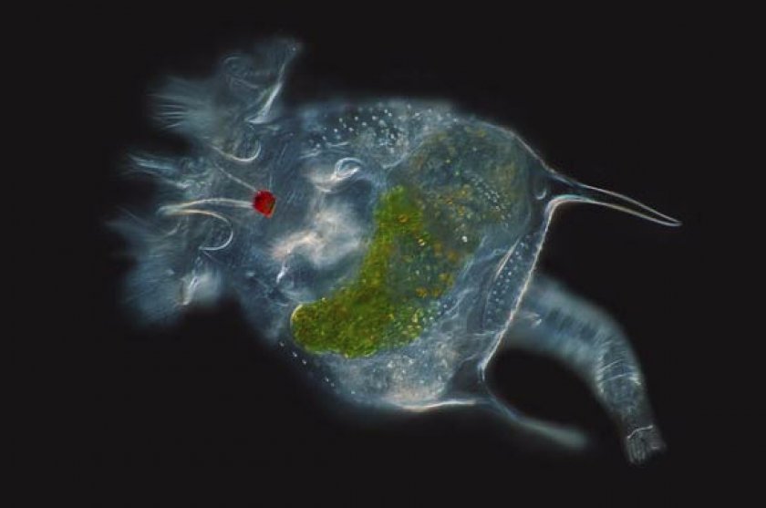 Особенности жизненного цикла