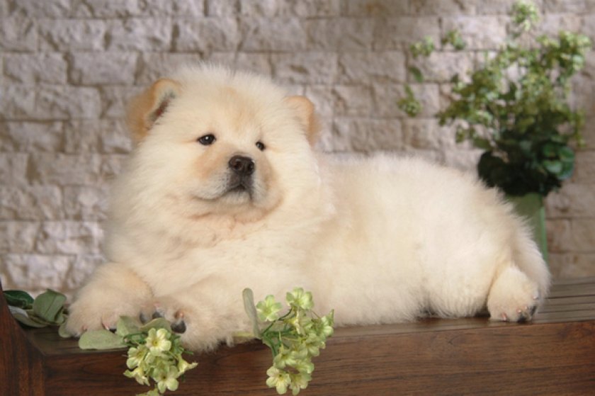 Чау-чау Чау-чау