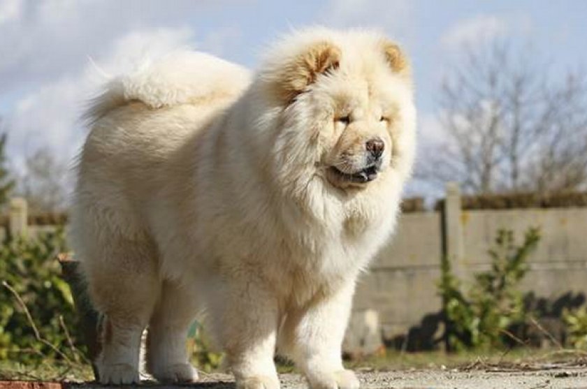 Чау-чау Чау-чау