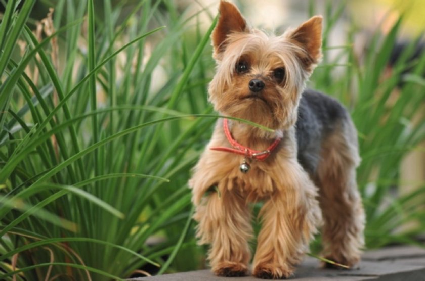 Йоркширский терьер Йоркширский терьер