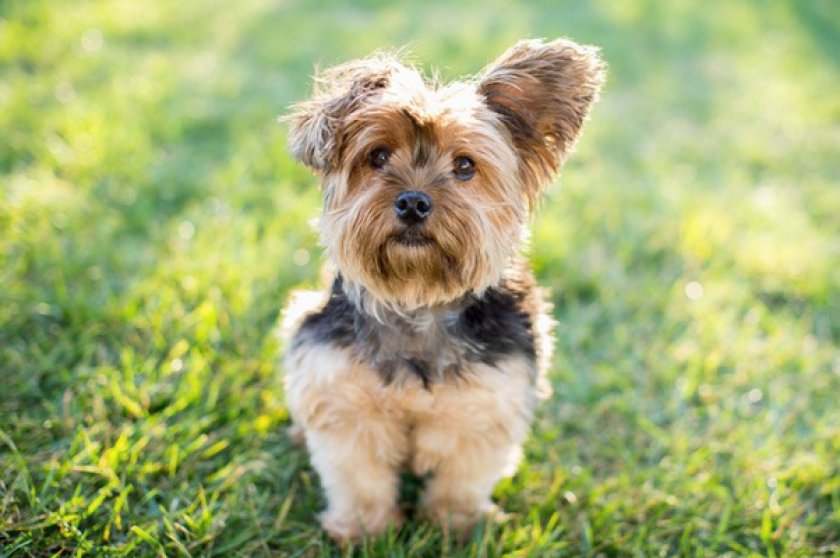 Йоркширский терьер Йоркширский терьер