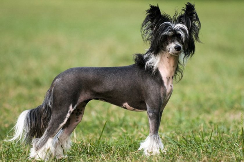 Китайская хохлатая Китайская хохлатая