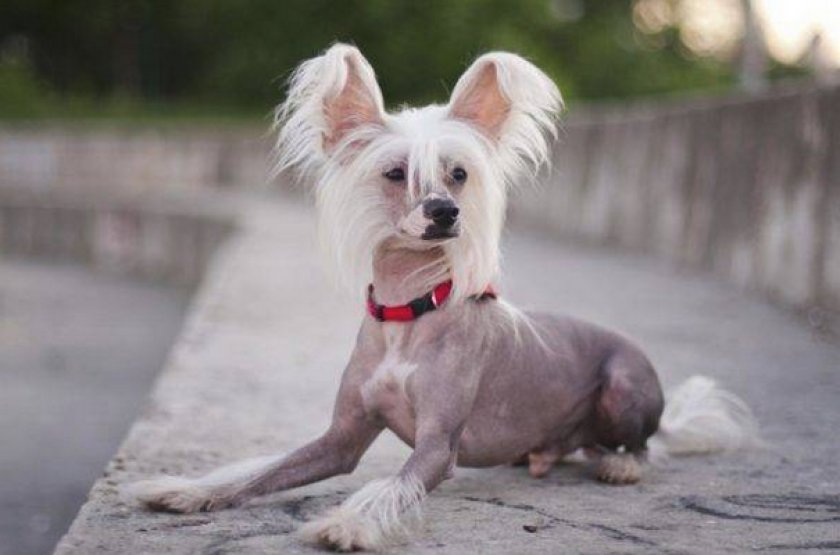 Китайская хохлатая Китайская хохлатая