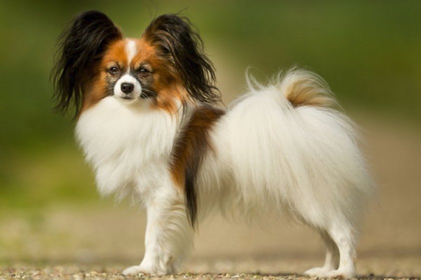 Папильон Папильон