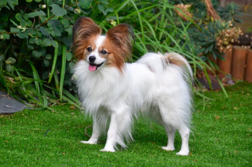 Папильон Папильон