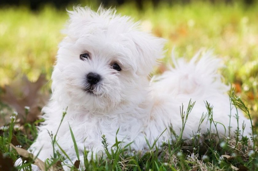 Мальтийская болонка Мальтийская болонка