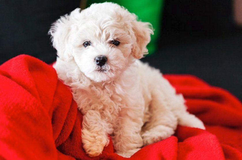 Бишон фризе Бишон фризе