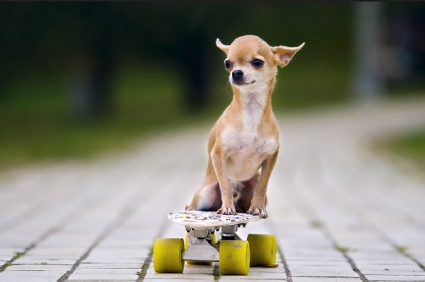 Чихуахуа Чихуахуа