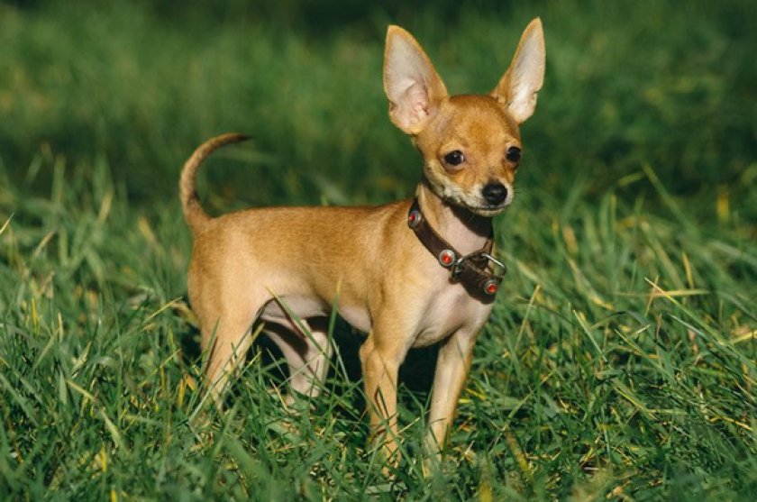 Русский той Русский той