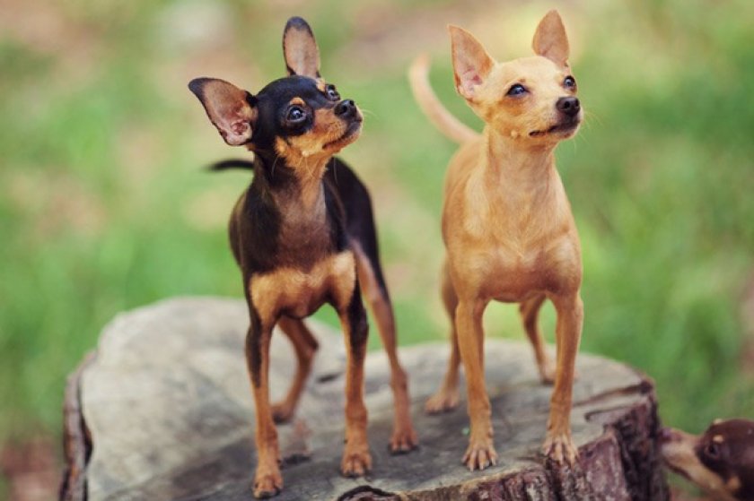 Русский той Русский той