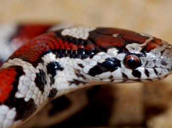 Описание, образ жизни и содержание молочной змеи в террариуме