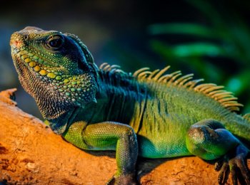 Чем кормить и как ухаживать за игуаной дома