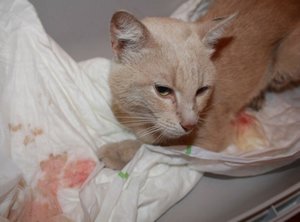 Кот писает кровью