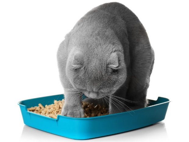 Кот писает Кот писает
