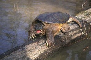 Каймановая черепаха Каймановая черепаха